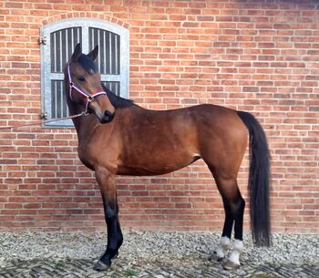5 jährige Holsteiner Stute, Nachwuchspferd von Hickstead Blue, Jens , Horses For Sale, Bodenrode-Westhausen