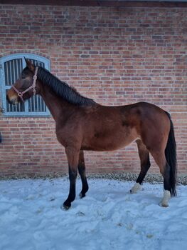 5 jährige Holsteiner Stute, Nachwuchspferd von Hickstead Blue, Jens , Pferd kaufen, Bodenrode-Westhausen