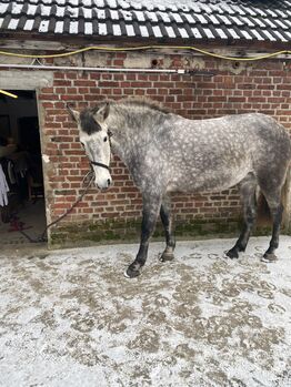 5 jährige PRE Stute