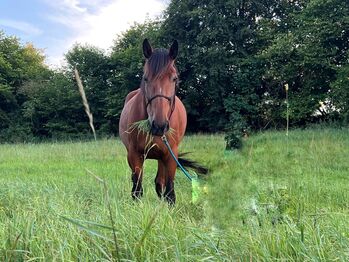 5 jährige warmblütige Traberstute, Anja, Pferd kaufen, Schwentinental 
