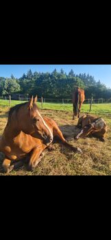5 jährigen Wallach Endmaßpony