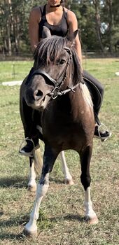 5-jähriger Pony Wallach – sucht neues Zuhause