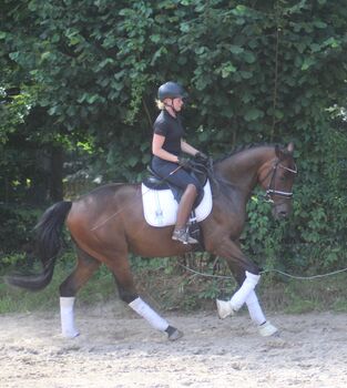 5 jähriger Wallach Allrounder Familienpferd Umsteigerpferd