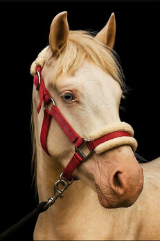 5- jähriges hübsches Kinderpony!