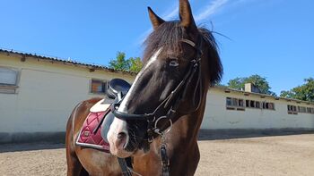 5-jähriger Sportpony-Wallach sucht sein Für-immer-Zuhause