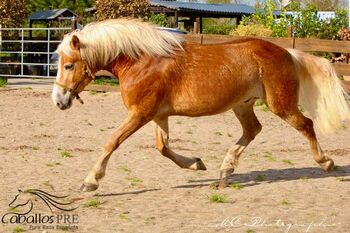 5 jähriger, kräftiger Haflinger, angeritten, Wallach, Thomas Adams (Caballos PRE), Konie na sprzedaż, Bell