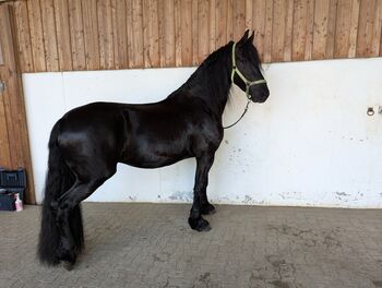 5 jährigen Friesenwallach