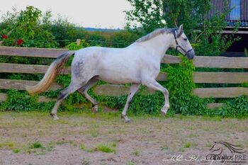 5 jähr. barocke PRE Stute - GGA geritten - 1.64 m, Thomas Adams (Caballos PRE), Konie na sprzedaż, Bell