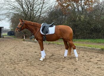 5 jähr. Hannoveraner Stute von Fürst Magic