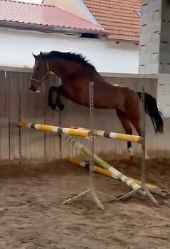 5 jährige Holsteiner Stute, Nachwuchspferd von Hickstead Blue