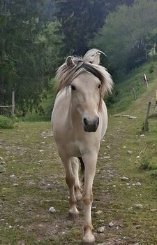 5jährige Fjordstute, Beli, Konie na sprzedaż, Chur