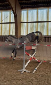 5 jähriger Holsteiner Wallach