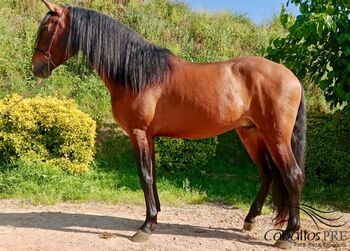 5 jähriger PRE Wallach - ca. 1.59/60 m - angeritten