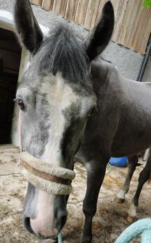 5 Jähriger Warmblut-Wallach