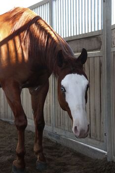 5j Reining Wallach mit Top Abstammung