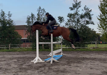 5-jährige Stute von  Estobar NRW x Dagostini, Mia, Horses For Sale, Garding