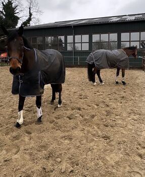 5-Jähriger Wallach sucht liebevolles Zuhause
