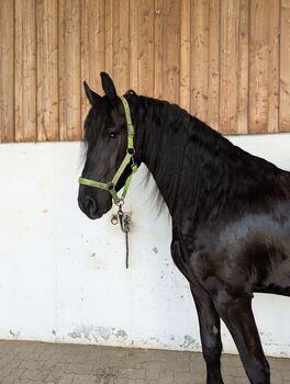 5 jährigen Friesenwallach, Lisa , Horses For Sale, Unternberg