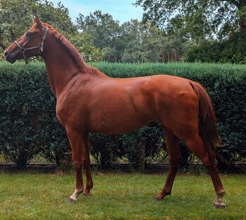 5 jährige Hannoveraner Stute, Jörg, Horses For Sale, Haselünne 