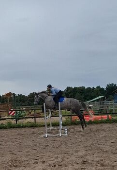 5 jähriger Holsteiner Wallach