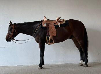 5 Jähriger Quarter Horse Wallach, Sabine Joksch, Horses For Sale, Aying