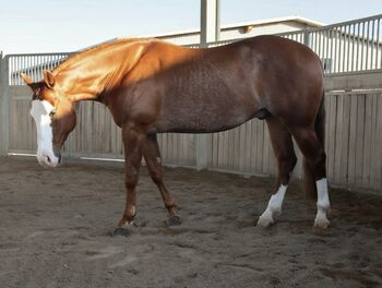 5j Reining Wallach mit Top Abstammung, Stefano Ladetto, Horses For Sale, Herbolzheim 