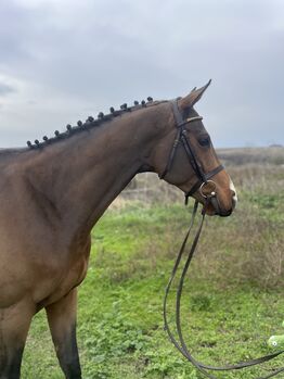 5yo thoroughbred gelding