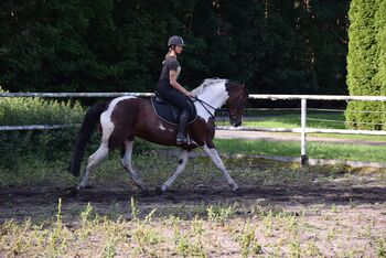 5j. Schecke Stute 1,67 - Allround Pferd! Springabstammung!, Klara, Horses For Sale, Chelmno