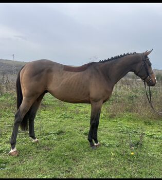 5yo thoroughbred gelding, Alex, Horses For Sale, Ruse