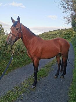 ###5yr, filly, 15.3h###, Patrick Gilmartin, Horses For Sale, CARRICK-ON-SHANNON