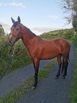 ###5yr, filly, 15.3h###, Patrick Gilmartin, Pferd kaufen, CARRICK-ON-SHANNON