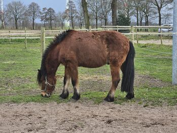 6.5jährigen, sensiblen Isländer, K. Gerner-Endig , Pferd kaufen, Westerstede