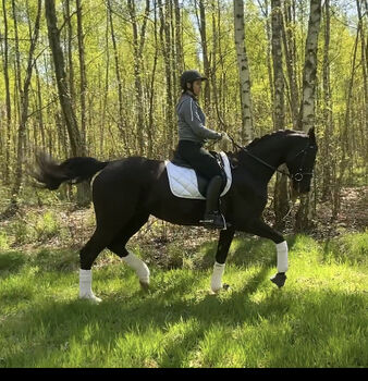 6 yo dressage mare, Ewa Roszkowska, Pferd kaufen, Kłaczyna 