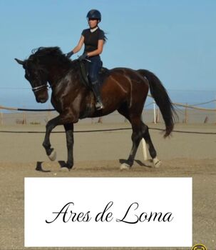 6 year old hanoverian allrounder