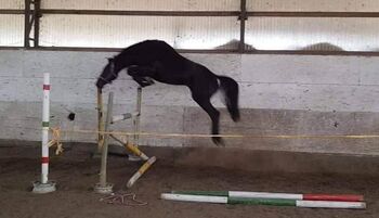 6 jährige Stute mit viel „Go“