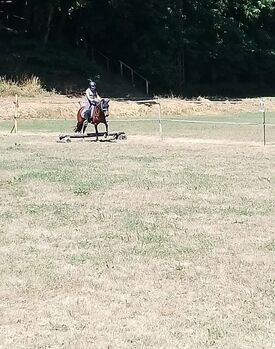 6 jährige pony Stute