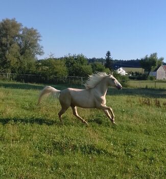 6 jährige Andalusier/Spanier/Cruzado Stute, Nick, Pferd kaufen, Weißenhorn