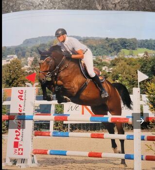 6-Jähriges Springpferd