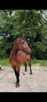 6-Jähriges Springpferd, Carmen Schär, Horses For Sale, Weinfelden