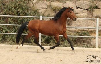 6 jähriger PRE - Barock - 1.69 m - geritten - vom Züchter, Thomas Adams (Caballos PRE), Horses For Sale, Bell
