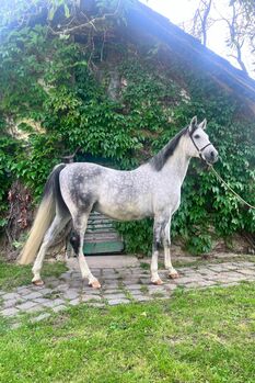 6-jähriger Schimmel Wallach - klein aber fein, Elisabeth Kögl, Horses For Sale, Bruck/Leitha
