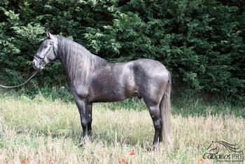 6 jähr. PRE Hengst auf M-Niveau - toller Charakter, leichtrittig, Thomas Adams (Caballos PRE), Konie na sprzedaż, Bell