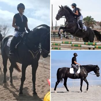 6 year old hanoverian allrounder, Julie, Konie na sprzedaż, Las palmas