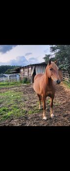 6 Jährige Stute zu verkaufen, Melli Müller , Konie na sprzedaż, Göppingen