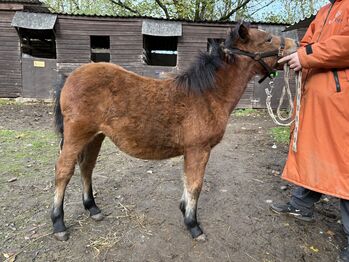 6 month old filly dartmoor x