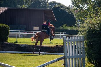 6 jähriges kleines deutsches Sportpferd