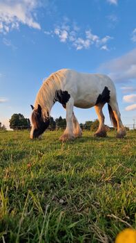 6 Jahre alte Tinkerstute halb  ausgebildet, Jean , Horses For Sale, Neunkirchen seelscheid