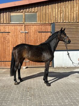 6 Jährige Zuchtstute Freizeit Stute Zucht Dressur, Lotti, Horses For Sale, Burghaun