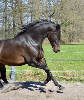 6 jährige Dressur Wallach