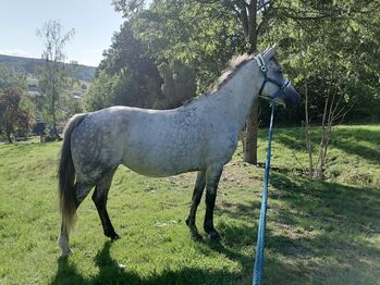 6-jährige Stute sucht Bestplatz, Anni, Horses For Sale, Stützengrün